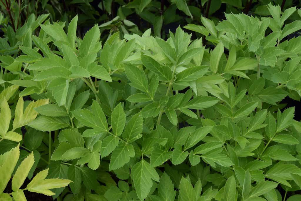 Angelica archangelica ---